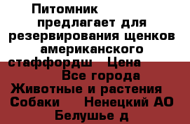 Питомник KURAT GRAD предлагает для резервирования щенков американского стаффордш › Цена ­ 25 000 - Все города Животные и растения » Собаки   . Ненецкий АО,Белушье д.